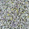 Blossom Skyward - Abstract Expressionism 5